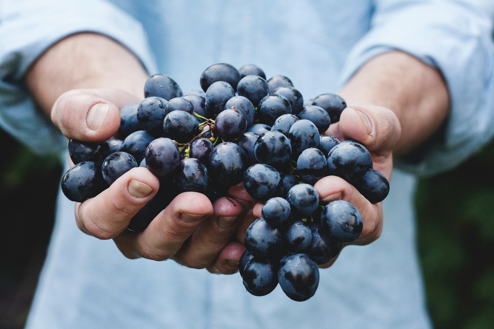 Hands harvesting grapes