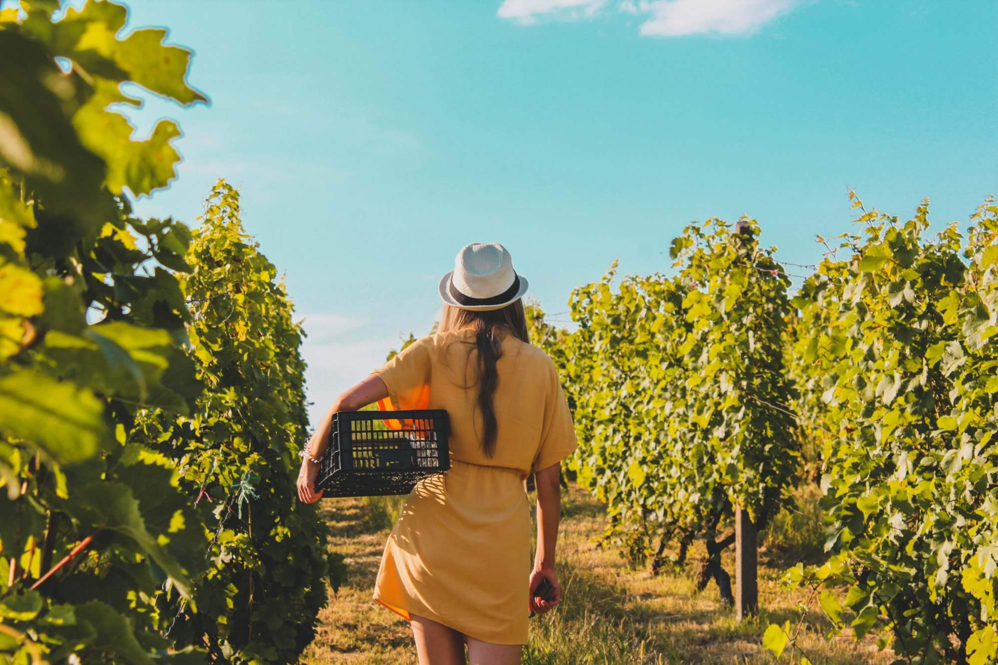 Vineyard harvest scene